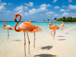 Southern Caribbean Cruise